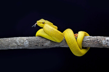 the white-lipped pit viper or white-lipped tree viper, is a venomous pit viper species endemic to Southeast Asia.