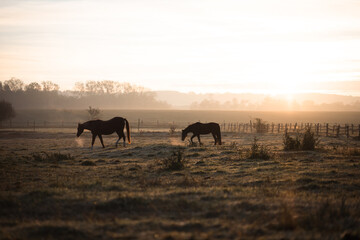 Horses grazing on a meadow on a cold autumn morning, their breath is visible due to condensation
