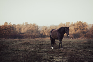 Horses grazing on a meadow on a cold autumn morning, their breath is visible due to condensation