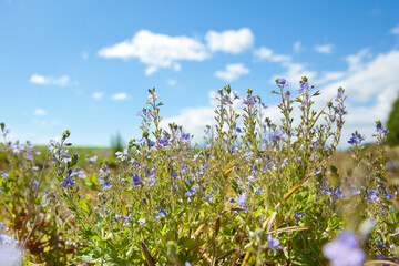 Obraz premium Summer landscape with wild flowers. Forget-me-not flowers bloom in the meadow.