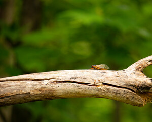 Brood X Cicada on Dead Limb © Charles Floyd