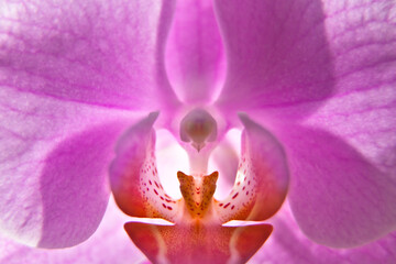 Close-up of beautiful pink Orchid flower. pink orchid macro