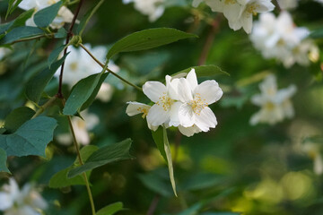 Obraz na płótnie Canvas White blossom with green leaves in background
