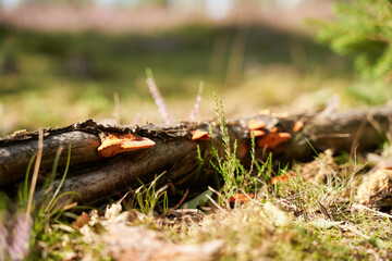 Orange Polypore on a log in the grass in forest