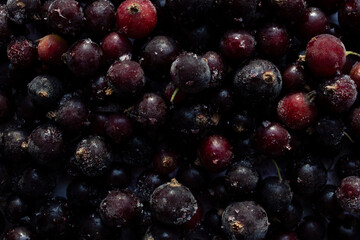 black currant, small dark berries