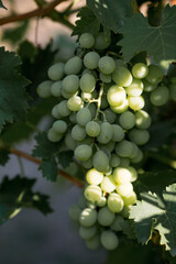 Beautiful bunches of green grapes of the Isabella variety in the vineyards. Cultivation, care and harvesting of grapes. Grape variety for wine.