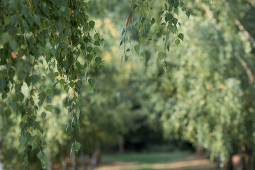 Silver birch leaves close-up. Beautiful birch alley. Natural background. The branches are swaying in a calm wind on a warm summer day. Golden morning light.