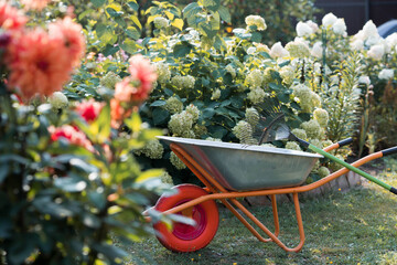 A garden wheelbarrow and a rake in the backyard of the house. The concept of housework, gardening...