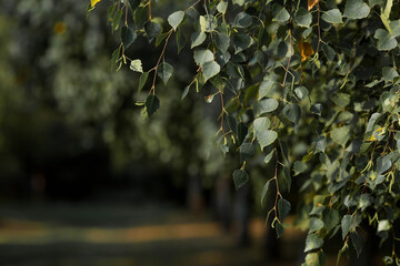 Silver birch leaves close-up. Beautiful birch alley. Natural background. The branches are swaying...