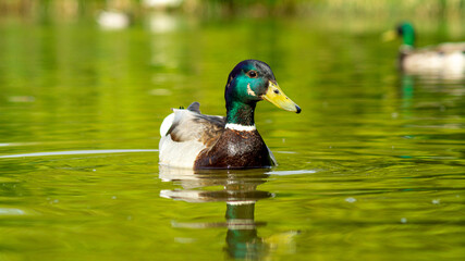 Portrait close up view of Mallard Duck. Ducks in Pond water level