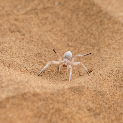 Namibia, dancing white lady spider, spider in the Namib desert
