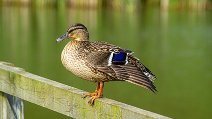 Portrait close up view of Mallard Duck. Ducks in Pond water level