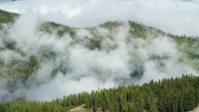 Aerial above low cloud inversion in pine forests in northern idaho in summer on high alpine mountains