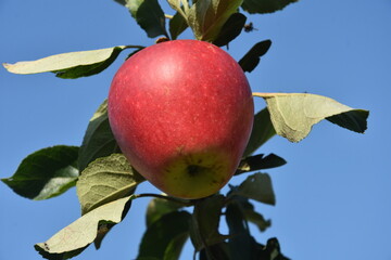 jabłko na drzewie