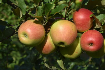 jabłka na gałęzi drzewa - obrazy, fototapety, plakaty