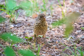 The common redstart, Phoenicurus phoenicurus, young bird, is sitting on a ground against a blurred background.