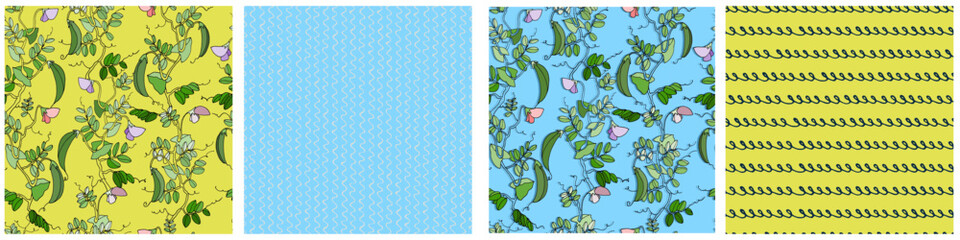Seamless repeating patterns set. Pea plant with pods and flowers. Colorful vector illustration on sky blue background for surface design and other design projects