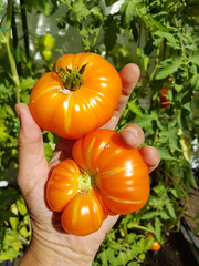 hand of elderly woman with picked tomatoes