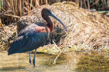 The glossy ibis, latin name Plegadis falcinellus, searching for food in the shallow lagoon.
