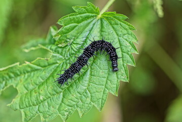 one black caterpillar sits on a green leaf of a nettle plant in nature