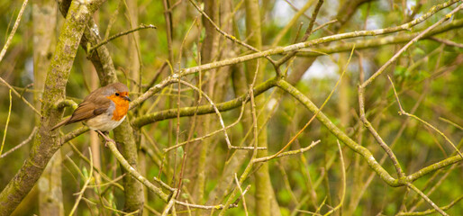 Robin in hedgerow