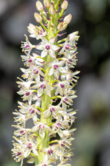 Pineapple lily (eucomis) flowers in bloom