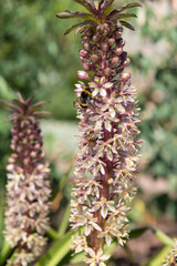 Pineapple lily (eucomis comosa) flowers in bloom