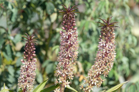 Pineapple lily (eucomis comosa) flowers in bloom