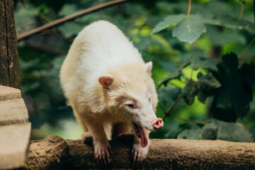 Wei&szlig;er Albino-Nasenb&auml;r g&auml;hnt