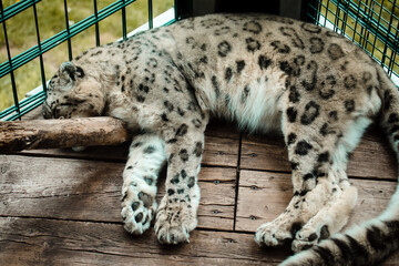 Schlafender Schneeleopard