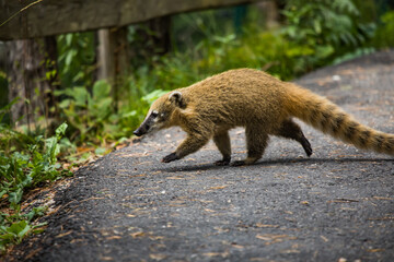 Nasenbär läuft über asphaltierten Weg