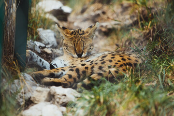 Schlafender Serval