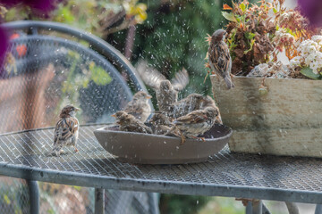 birds taking a shower 