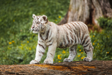 Weißes Tigerbaby steht stolz auf Baumstamm