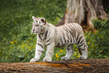 Weißes Tigerbaby steht stolz auf Baumstamm