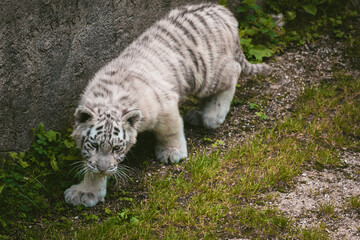 Weißes Tigerbaby schlendert durchs Grad