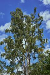 Large birch tree from the Olterudelva Valley of the Olterudelva River, formerly known as Grýta River, Toten, Norway, in late summer.