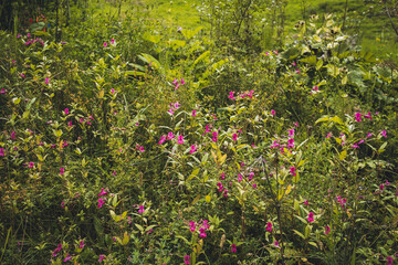 Wildwuchs auf Wanderweg