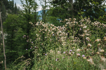Wildwuchs auf Wanderweg