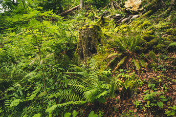 Wildwuchs mit Baumstamm im Zentrum