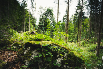 Wald in der Nähe von Hallstatt