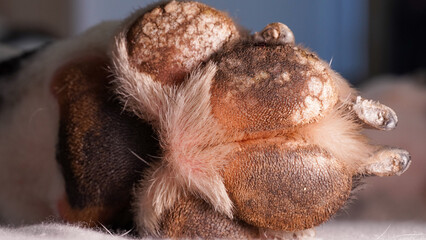 Closeup shot of a well lit dog paw