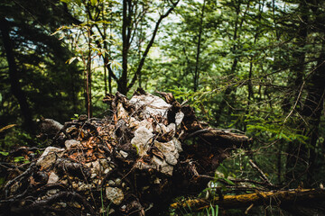 Wald in der Nähe von Hallstatt