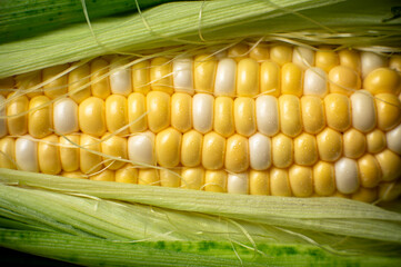Grains of ripe corn in an ear, close up