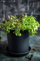 Fresh basil in pot on dark background, closeup