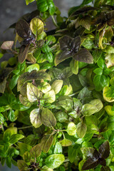 Fresh basil in pot on dark background, closeup