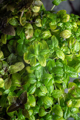 Fresh basil in pot on dark background, closeup