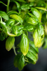 Fresh basil in pot on dark background, closeup