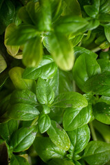 Fresh basil in pot on dark background, closeup