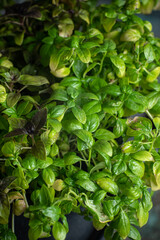Fresh basil in pot on dark background, closeup